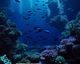91在线视频纪录片《深海秘境》剧照，深蓝色海底神秘生物在珊瑚礁间游弋，画面震撼